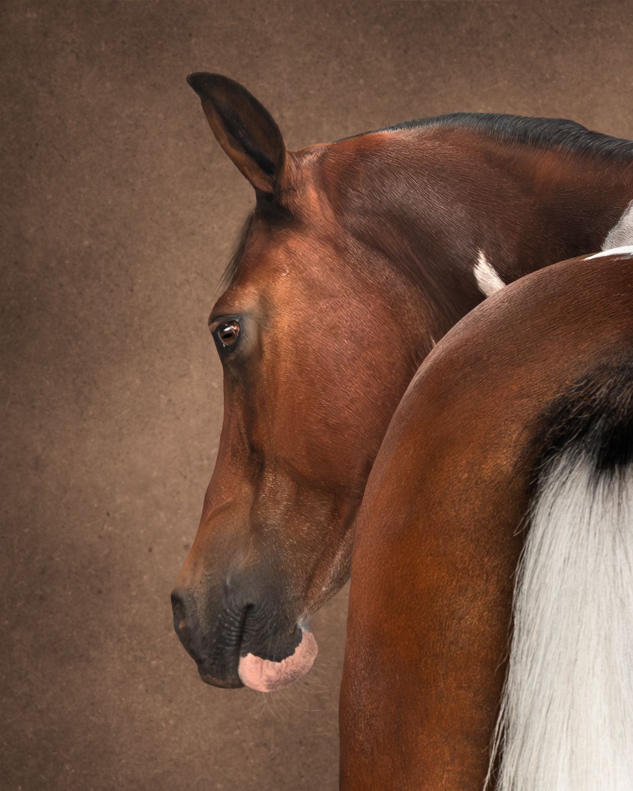 A series of artistic portraits showing different angles of a brown horse with a white mane against a textured brown backdrop.