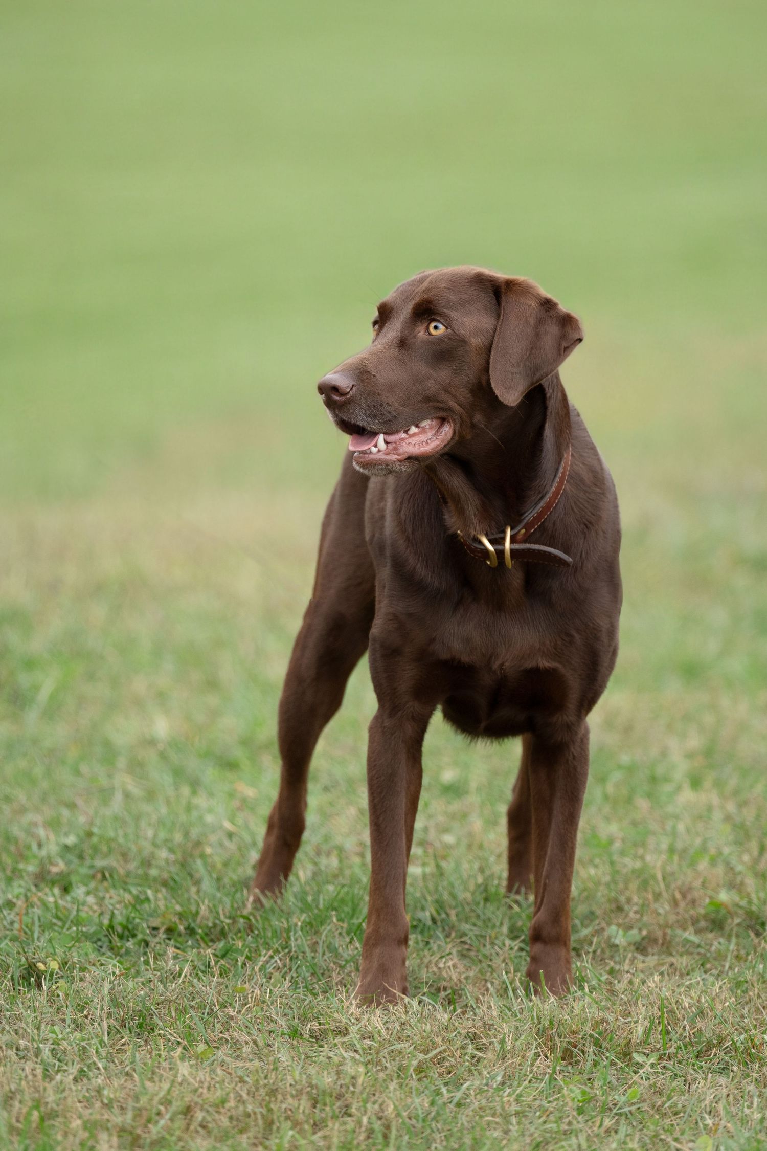 A chocolate Labrador retriever stands alert in a grassy field with focused attention and perked ears.