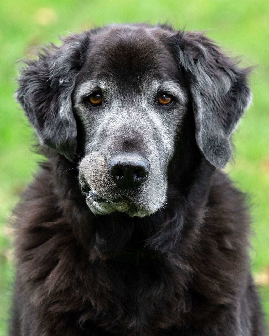 Closeup portrait of an elderly black mixed-breed dog with white facial fur against a vibrant green background.