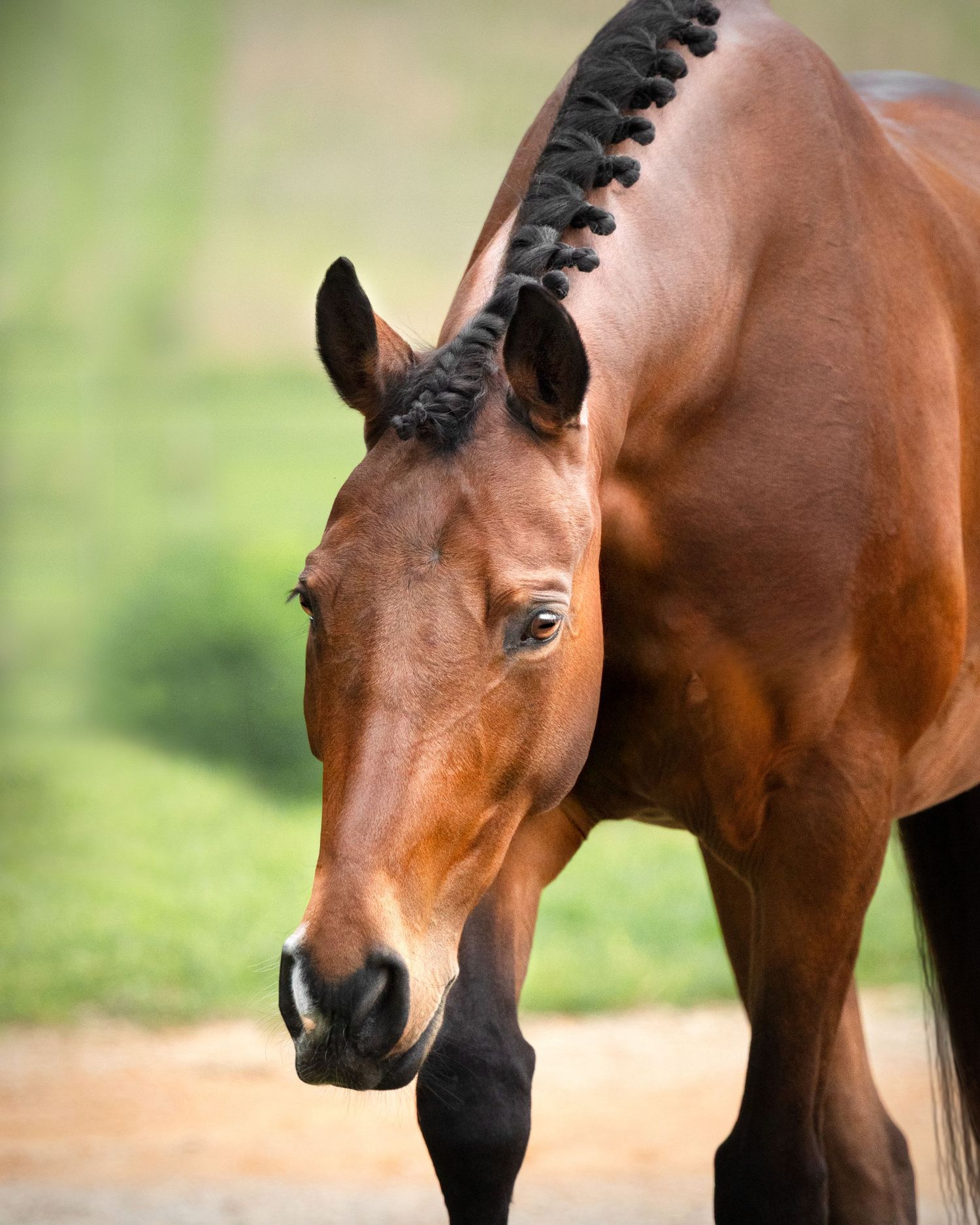Close up profile view of a brown horse's head with black mane against a blurred natural background.