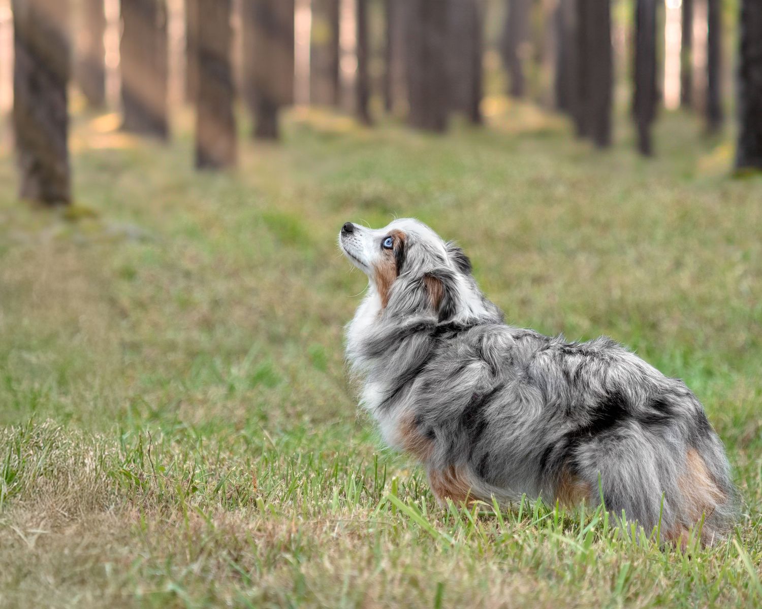 A Border Collie dog runs and plays in a grassy field on an autumn day.