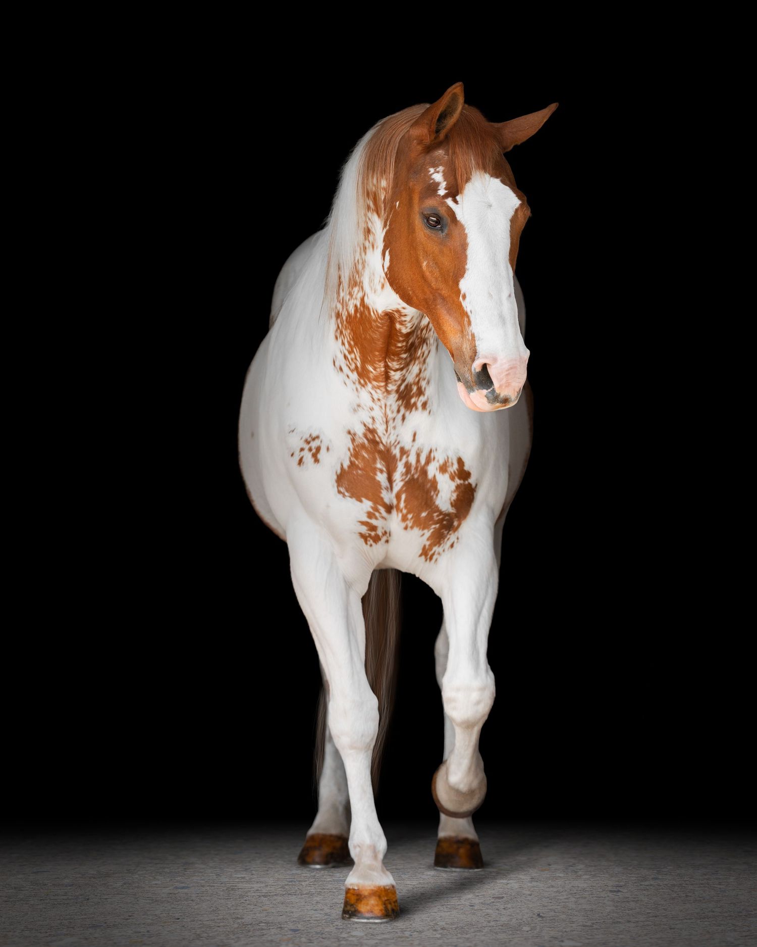 A chestnut and white paint horse stands against a black background, showcasing its striking two-toned coat pattern.