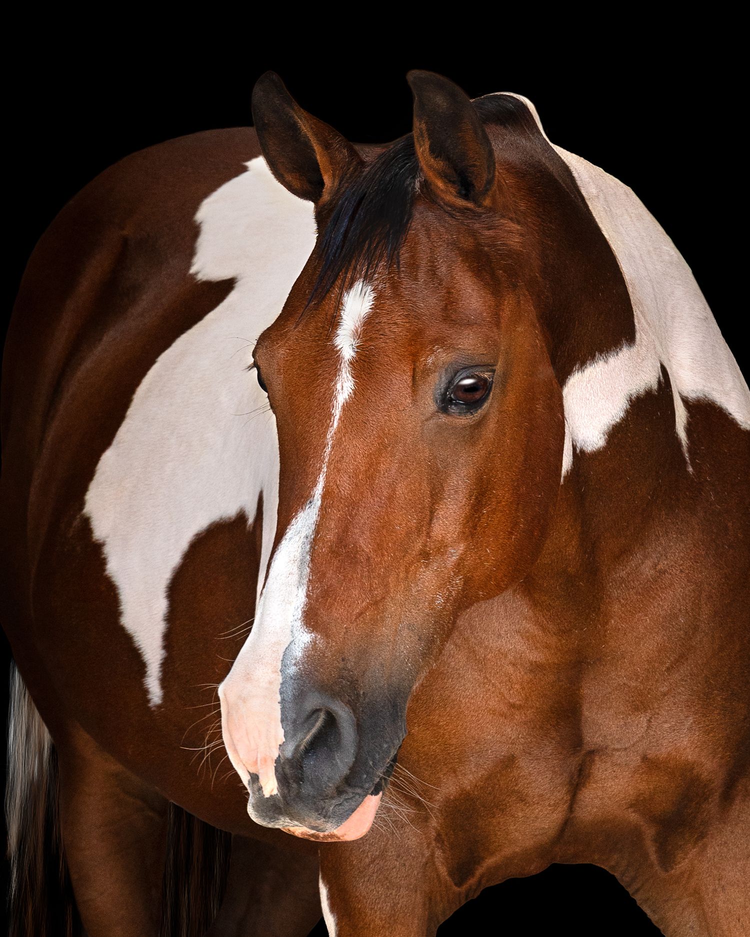 A close-up profile view of a brown and white pinto horse against a dark background.