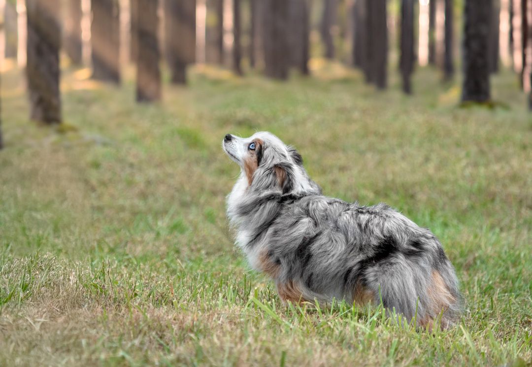 A beautiful Australian Shepherd dog with gray and white fur stands alert in a forest clearing.
