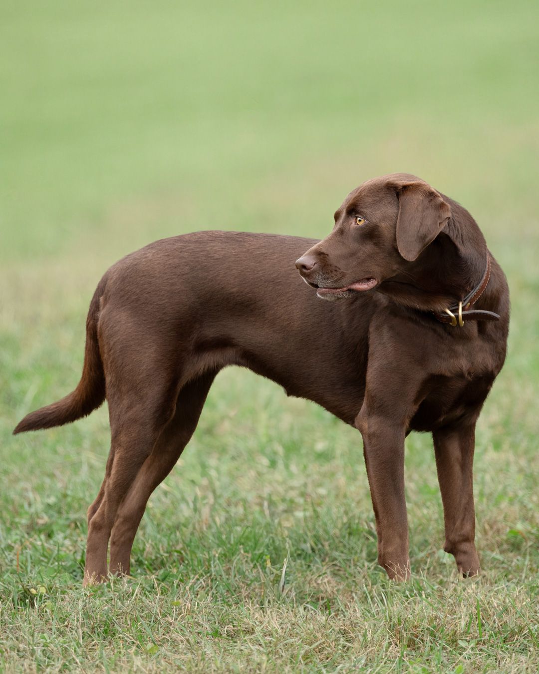 A chocolate Labrador retriever stands alert in profile view on green grass wearing a brown collar.