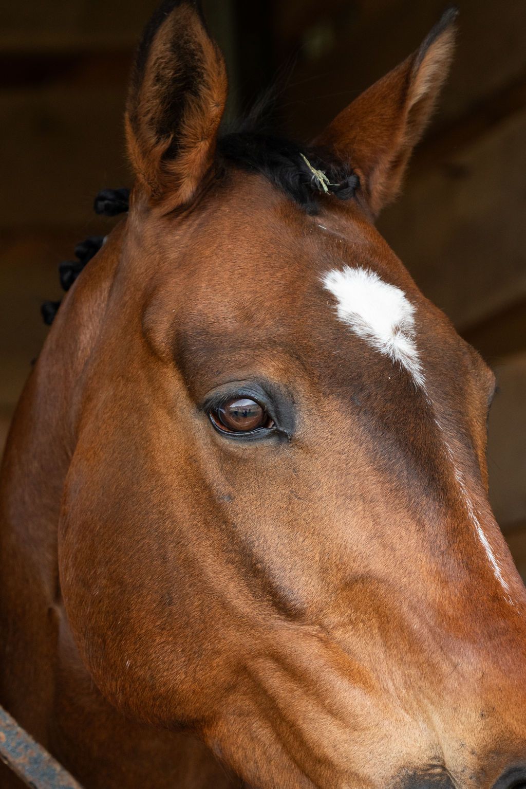 Close up series showing different angles of a brown horse's face with a white star marking on its forehead.