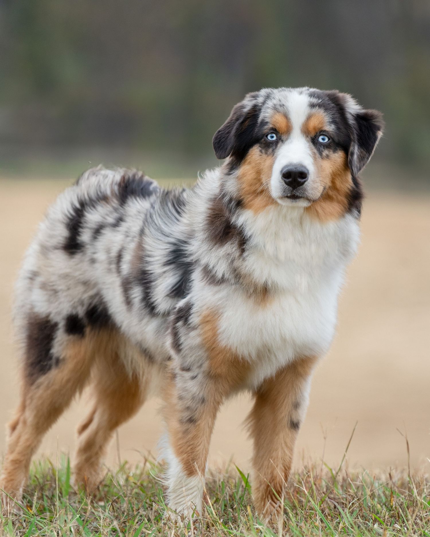 Australian shepherd dog with merle coat pattern stands alert in grassy field showing side profile view.