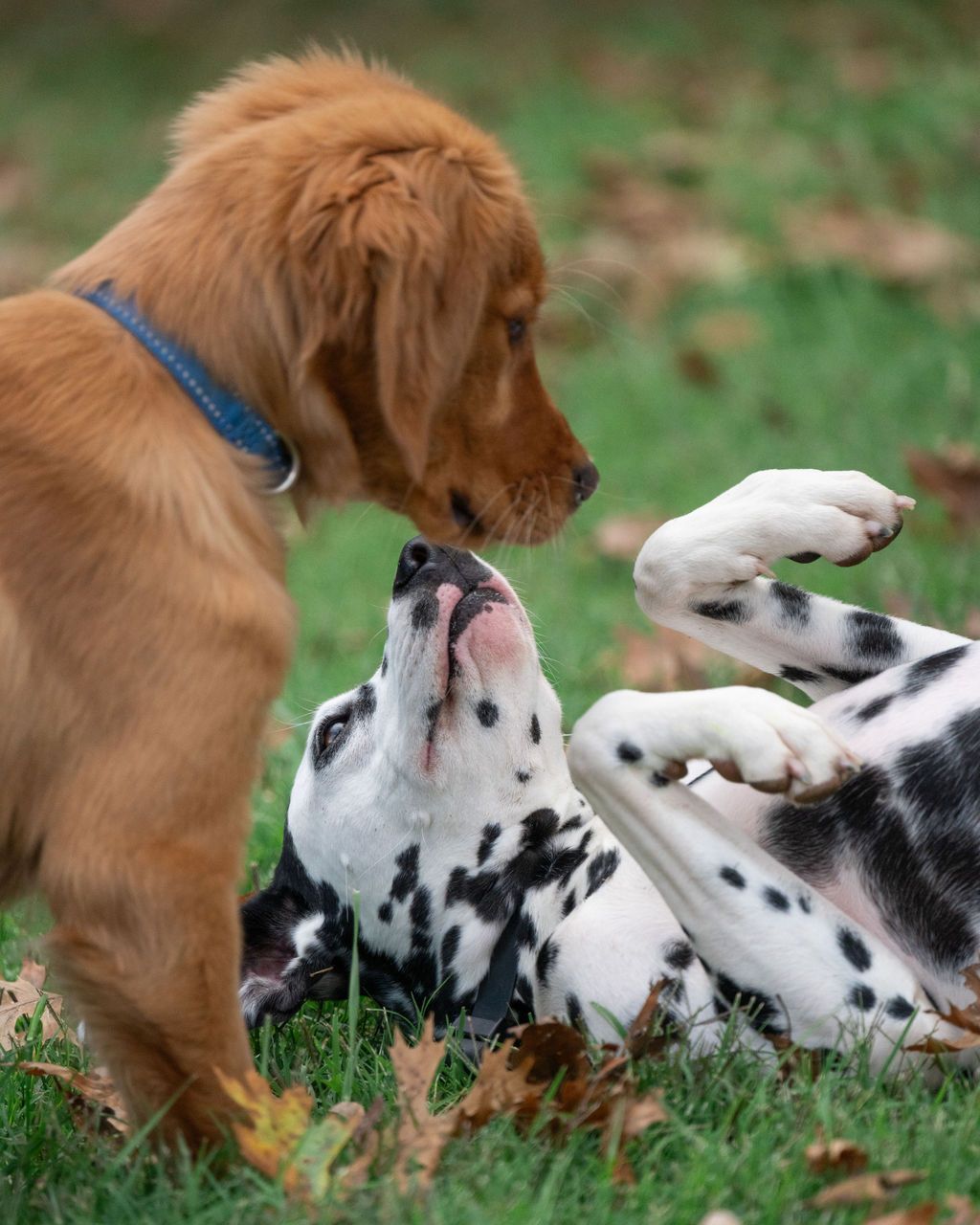 A golden retriever dog playfully interacts with a spotted dog rolling on grass in a heartwarming sequence.