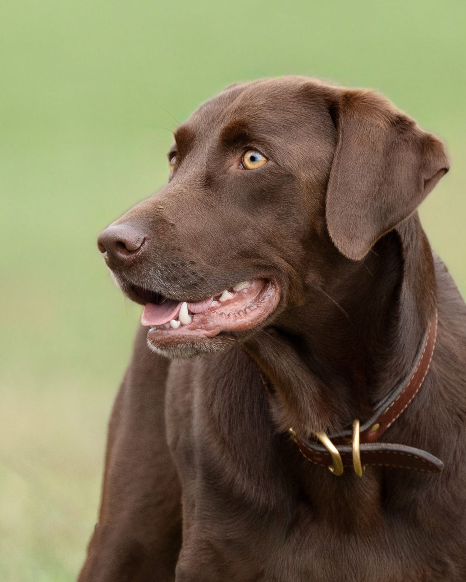 Portrait of a chocolate Labrador retriever with a leather collar looking to the side against a green background.