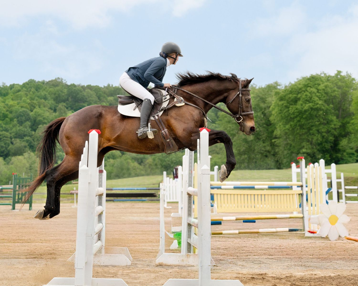Equestrian rider and bay horse clearing a white show jumping fence during competition on sandy arena.
