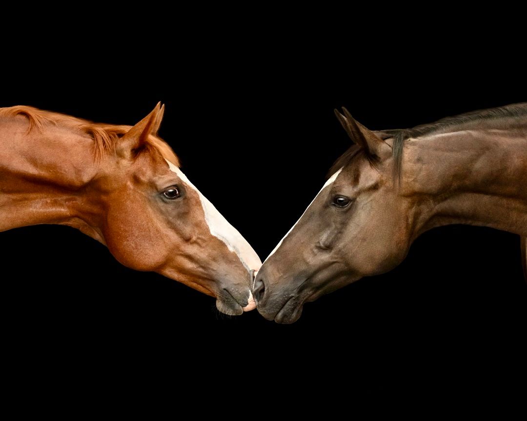 Two horses, one chestnut and one dark brown, touch noses against a black background in an intimate moment.