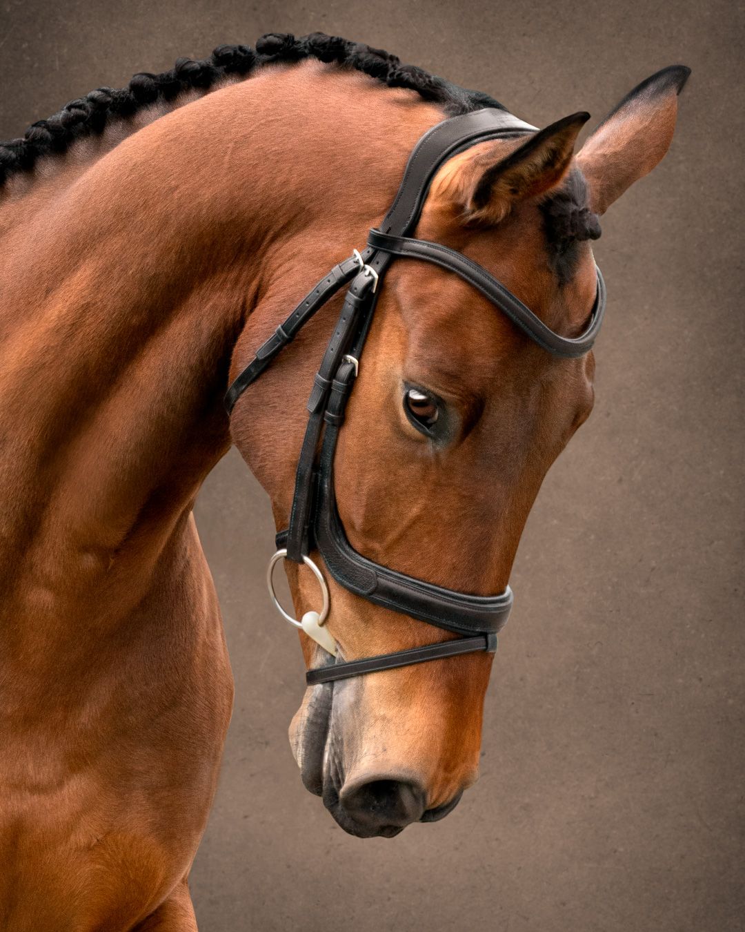 A series of five profile views showing a majestic bay horse wearing black leather tack against a brown backdrop.