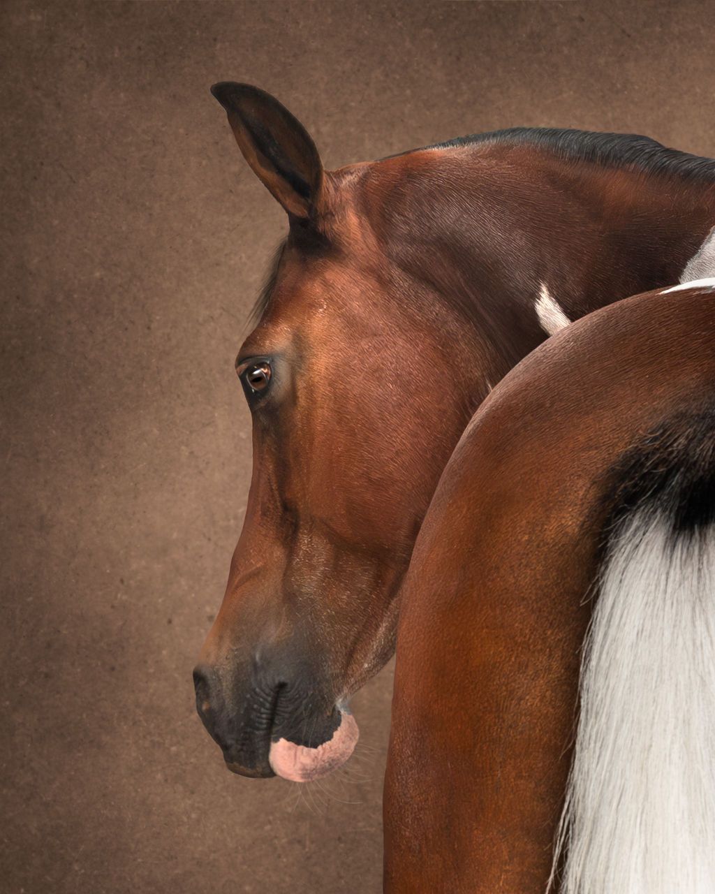 A majestic Arabian horse with a bay coat and striking white mane shown in a series of profile portraits.