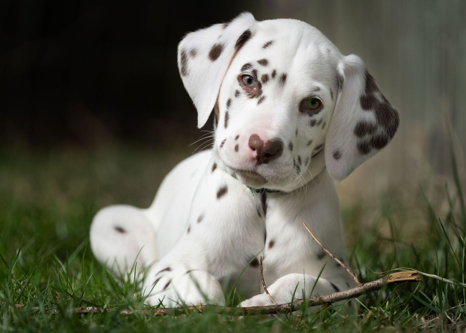 A Dalmatian puppy with distinctive black spots lies in green grass on a sunny day.