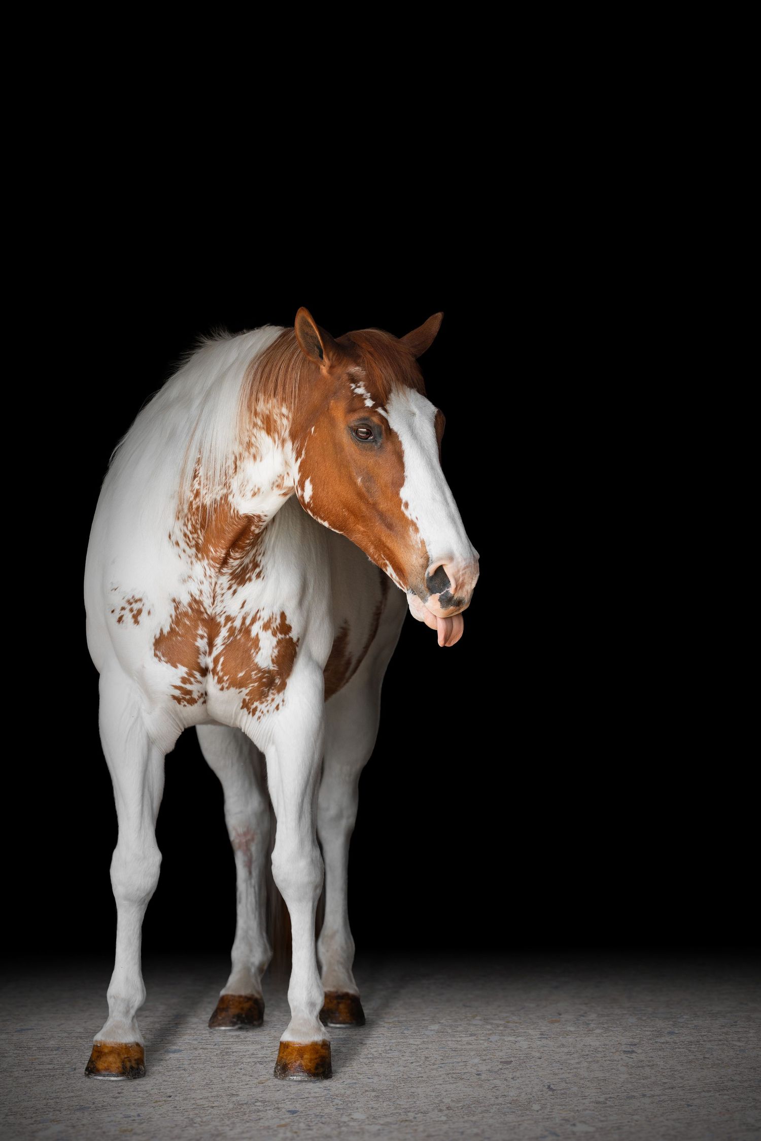 A brown and white paint horse standing against a dark black background on a gray floor.