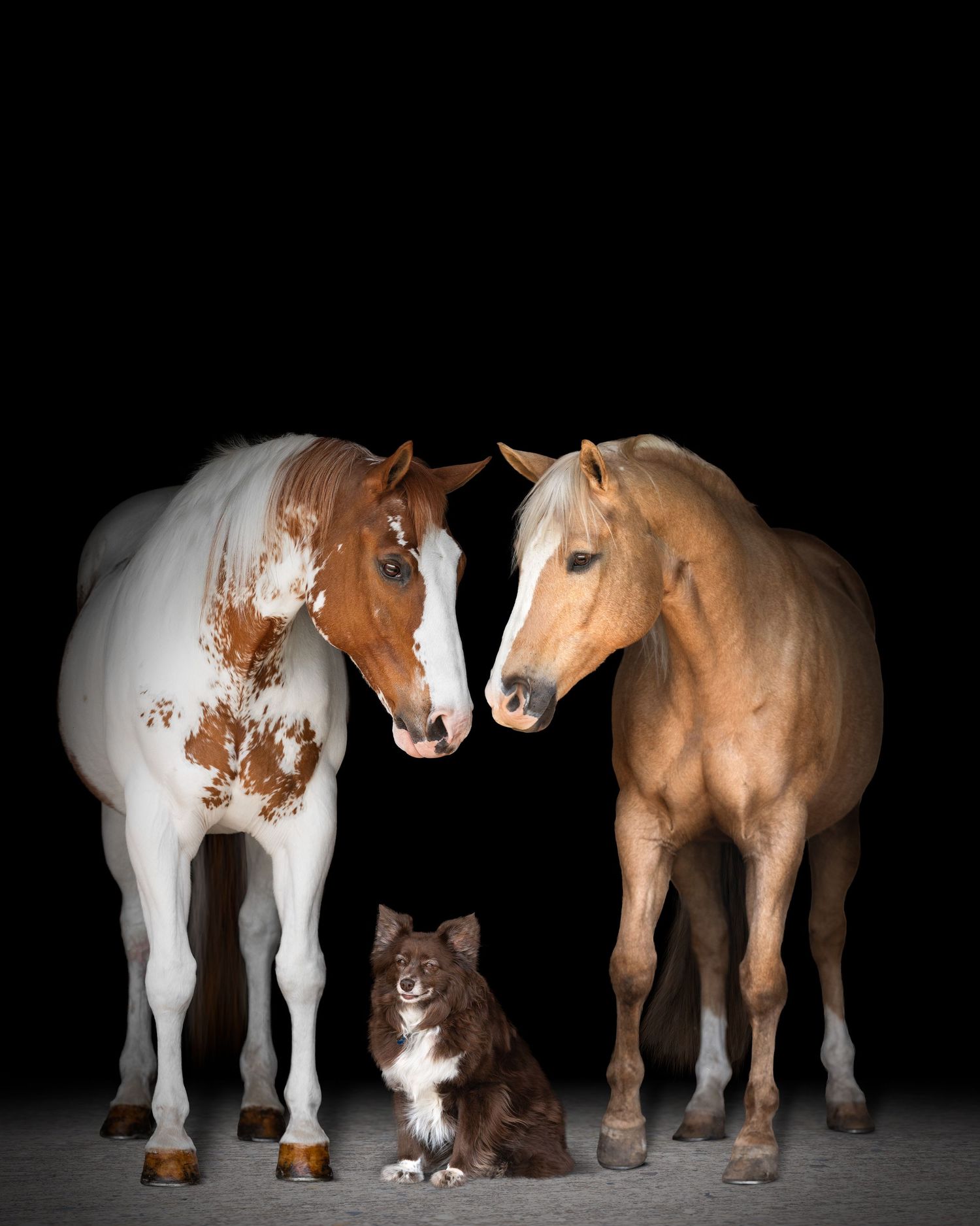 Two horses, a pinto and a palomino, stand together with a small cat sitting between them against a black background.