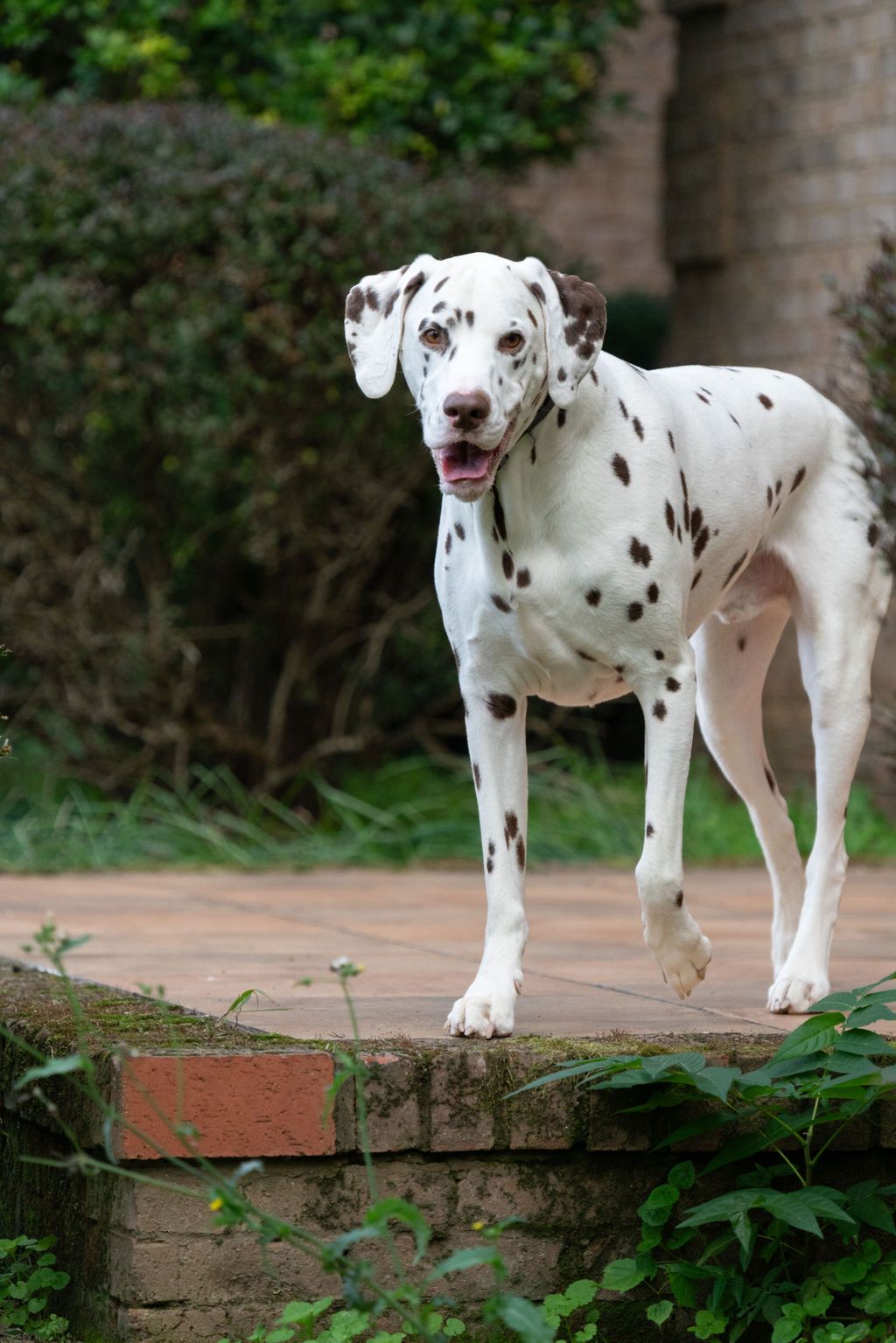 A series of images showing a Dalmatian puppy in different poses on a brick ledge in a garden setting.