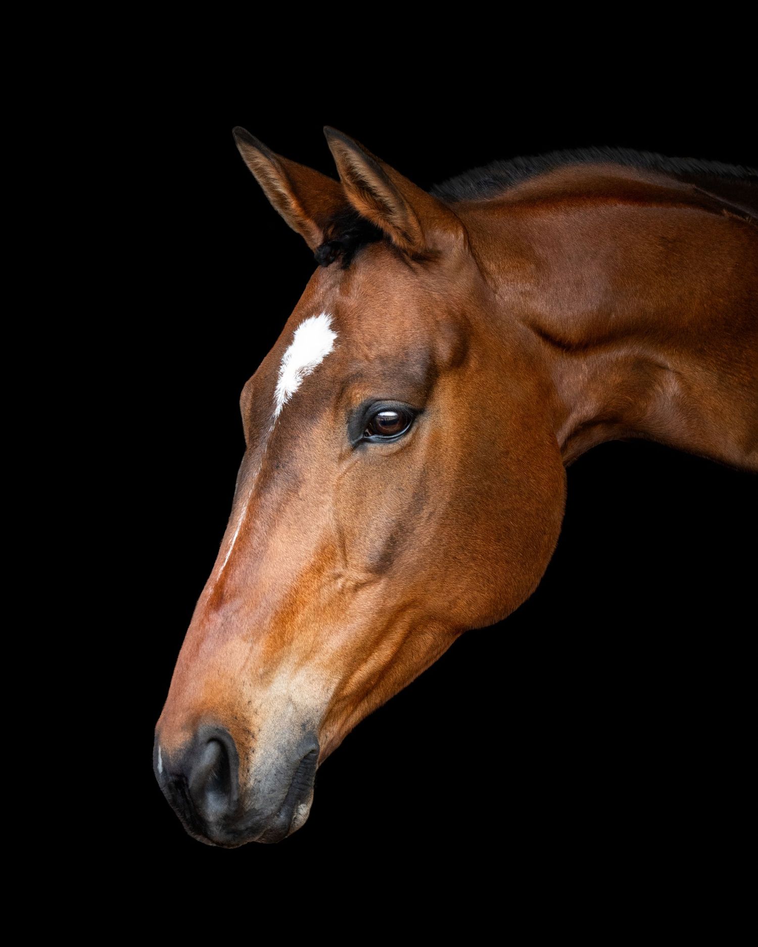 A series of close-up profile portraits of a chestnut horse with a white blaze against a black background.