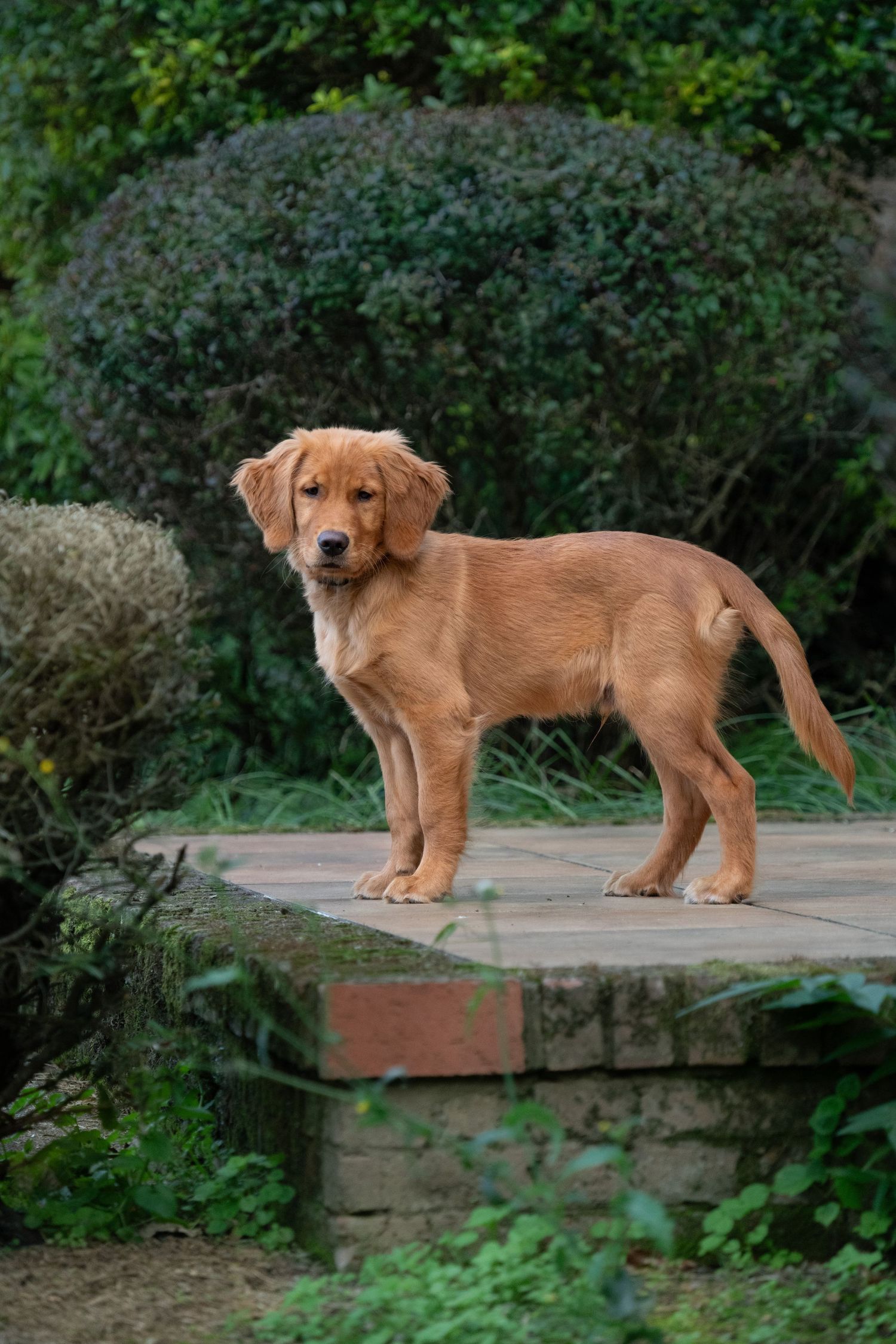 A golden retriever puppy standing on a stone patio surrounded by lush green garden shrubs and plants.