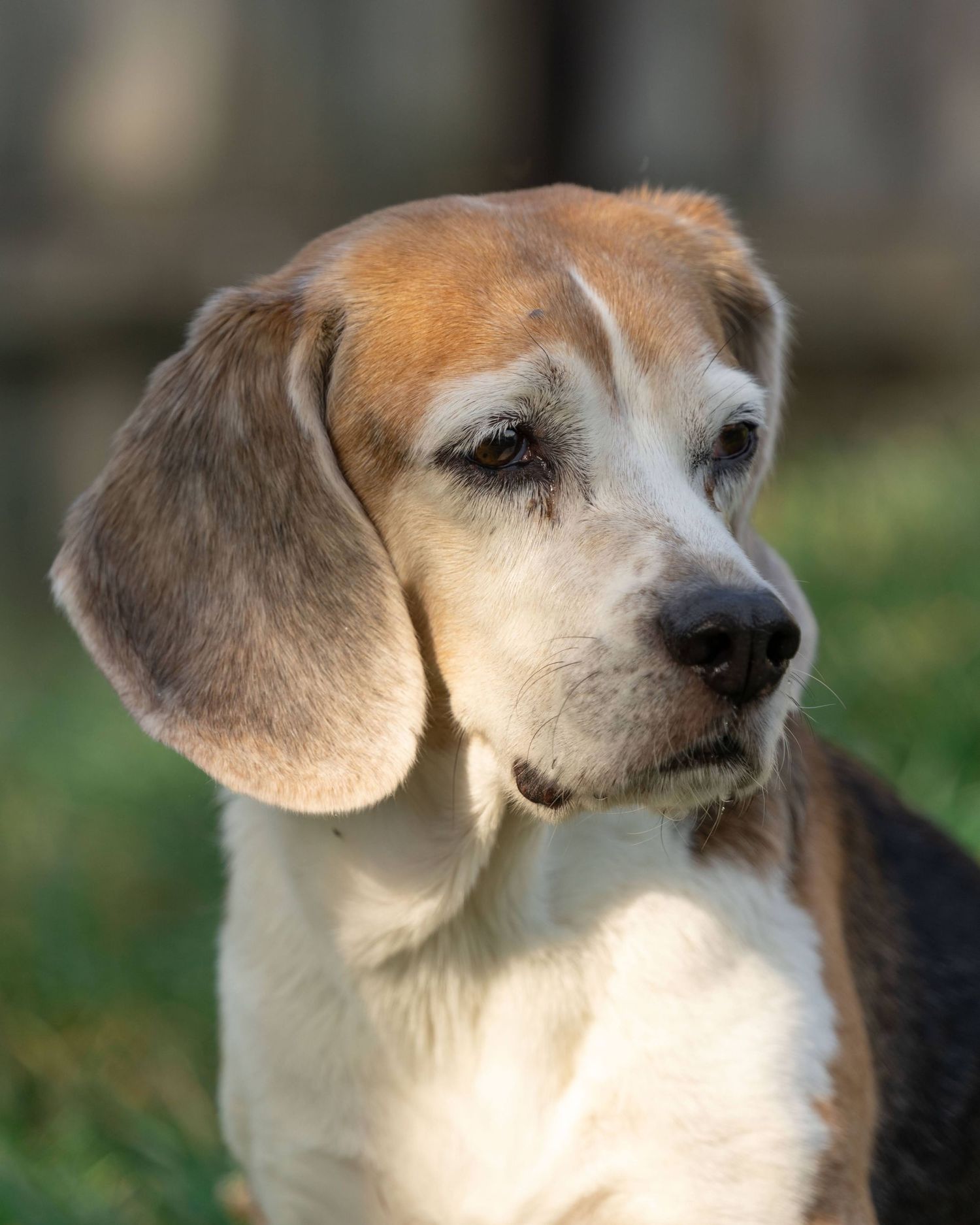 A close-up profile view of a beagle dog with floppy ears and distinctive brown and white coloring.