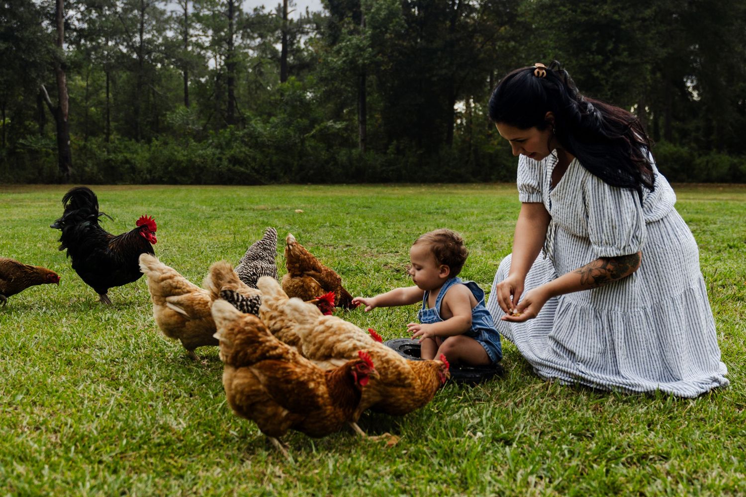 People in blue dress and child sit in grassy field feeding brown chickens and a black rooster outdoors.