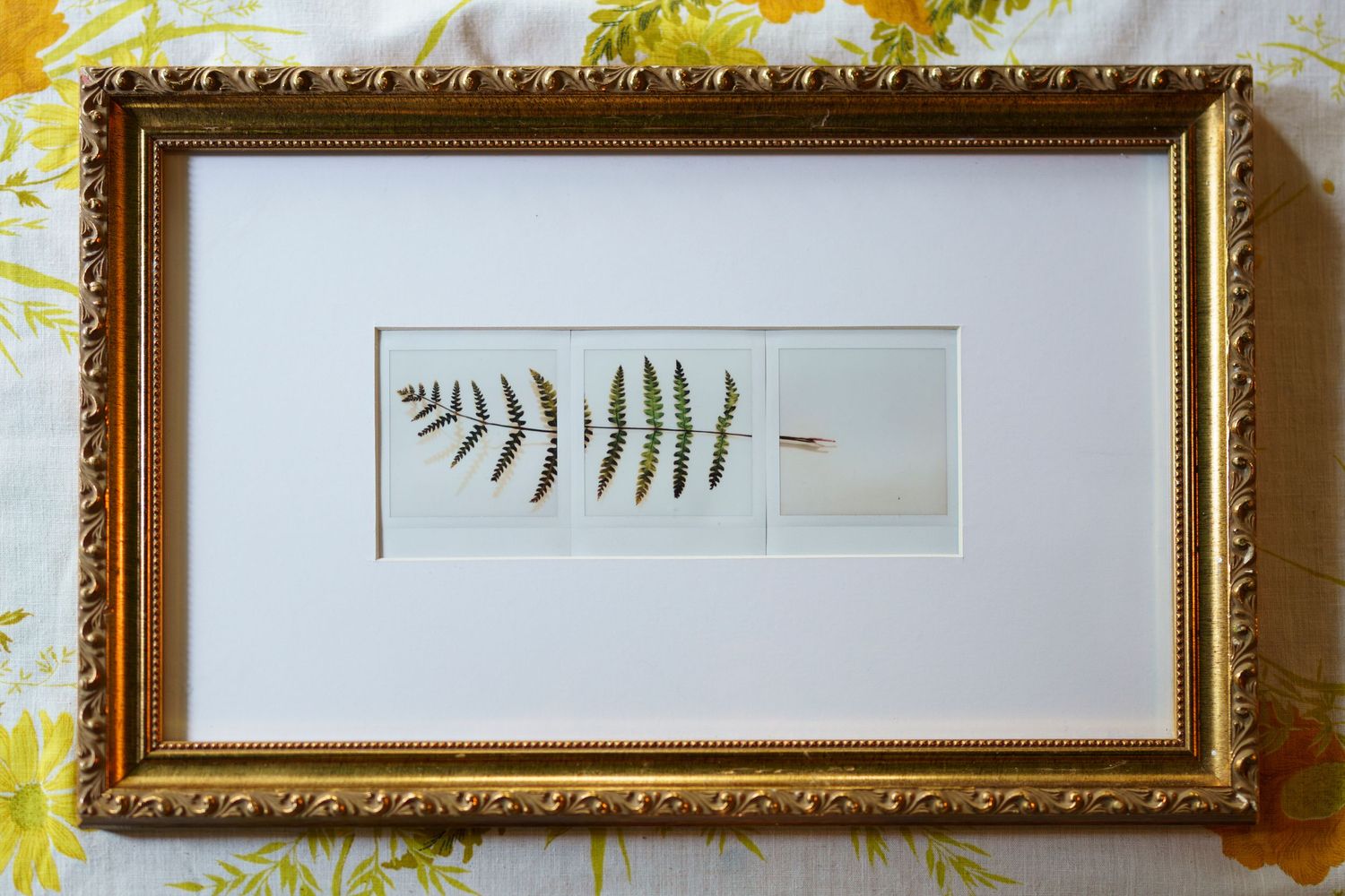 A collection of ornate gold picture frames hanging on a yellow floral wallpapered wall displays preserved botanical specimens.