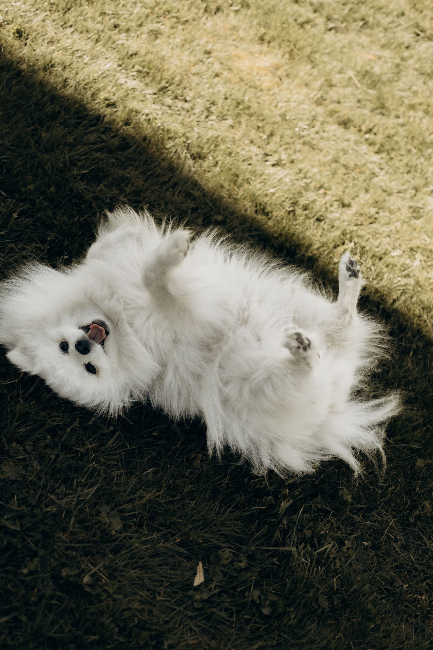 dog lying on the ground on its back looking into camera while being captured by family photographer in Stockholm