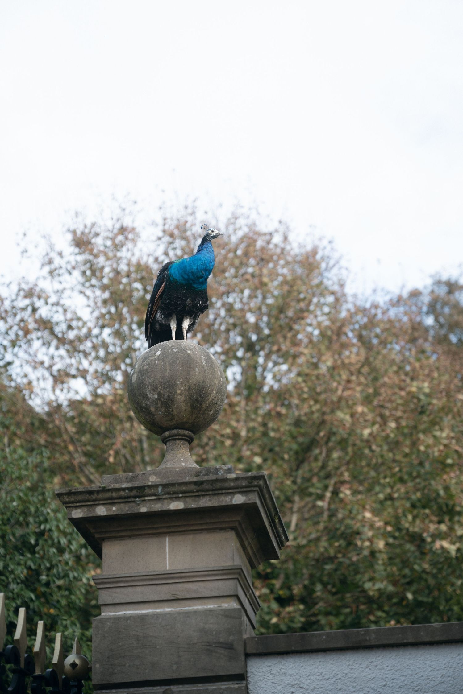 A peacock with vibrant blue feathers perches atop a stone pillar finial against a backdrop of autumn trees.