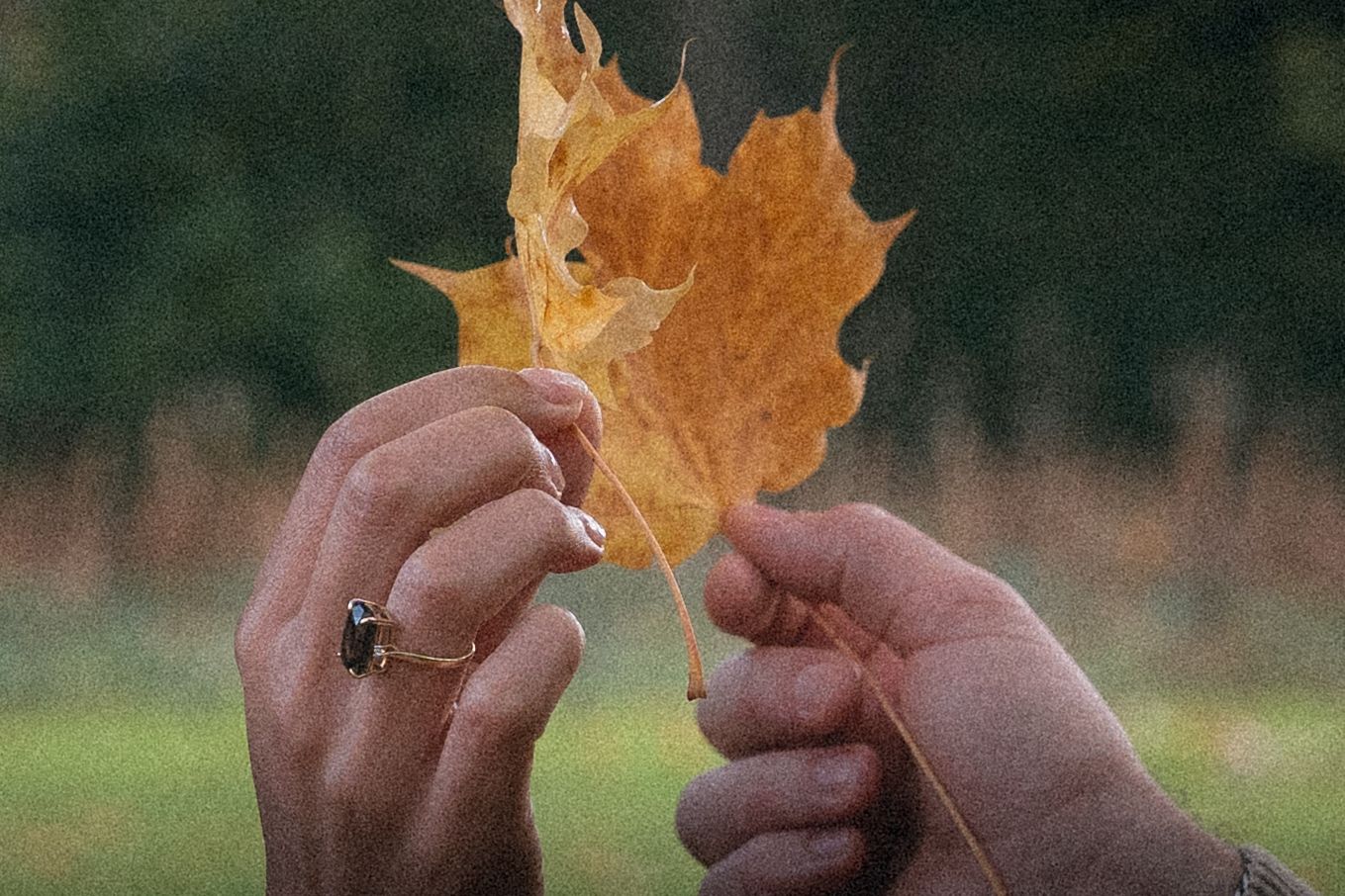 Two hands hold up a dried autumn maple leaf against a blurred green outdoor background.