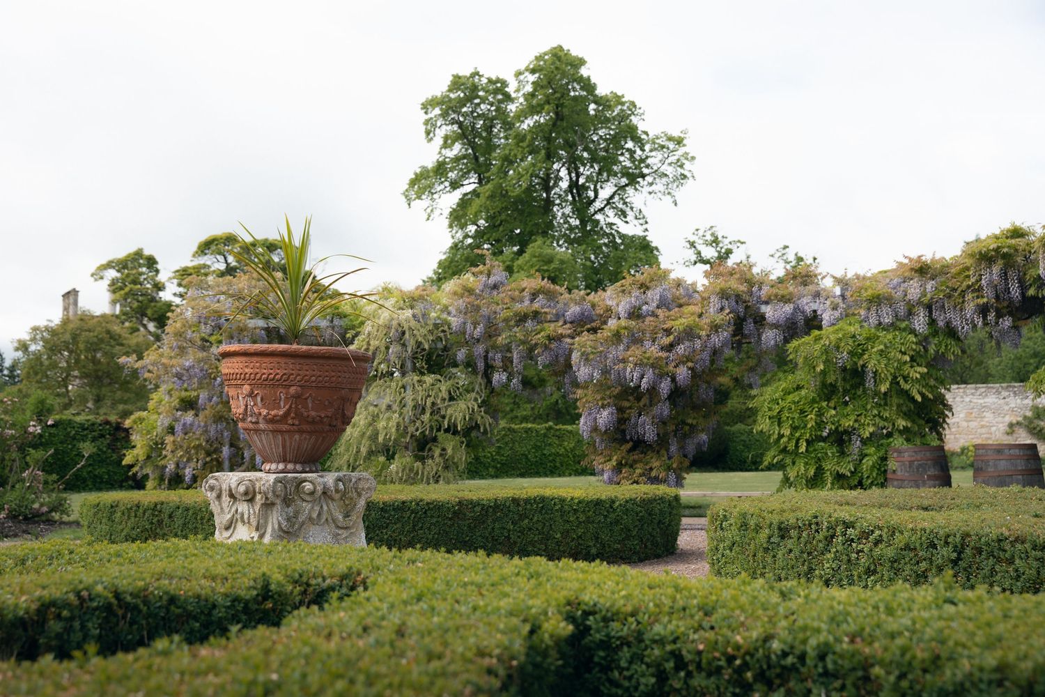 A large terracotta pot sits atop a pedestal in a formal garden with blooming wisteria and manicured hedges.