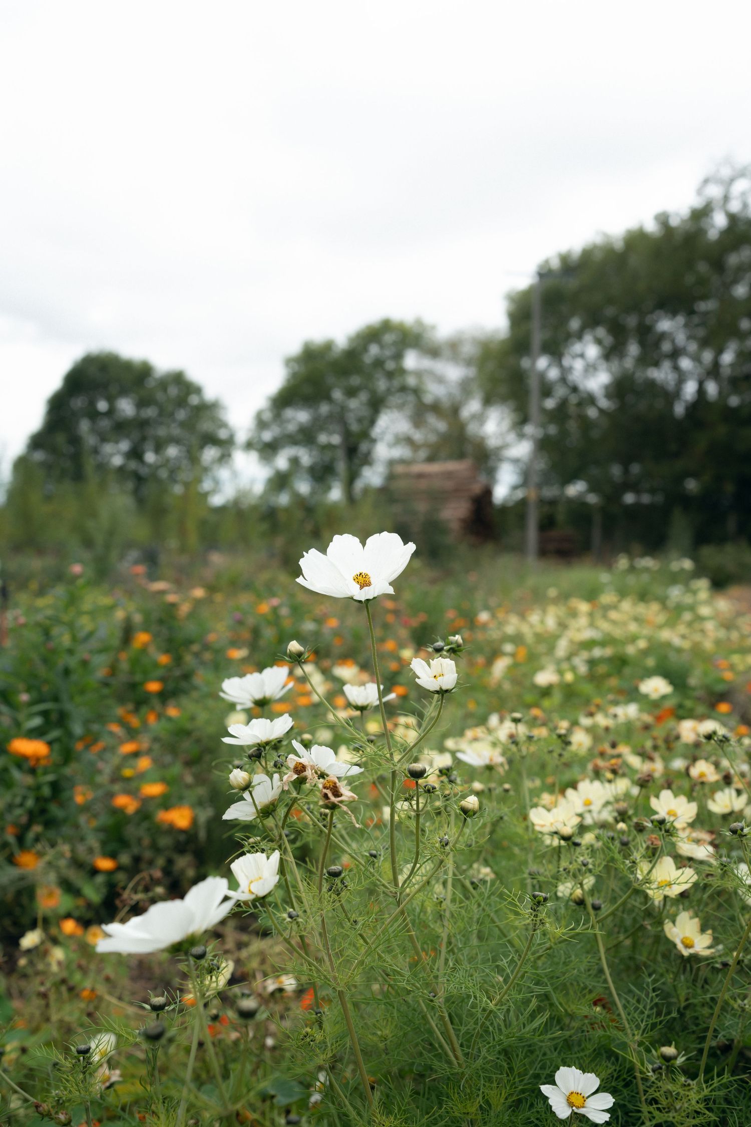 White cosmos flowers bloom in a wildflower meadow with orange blooms and trees in the background on an overcast day.