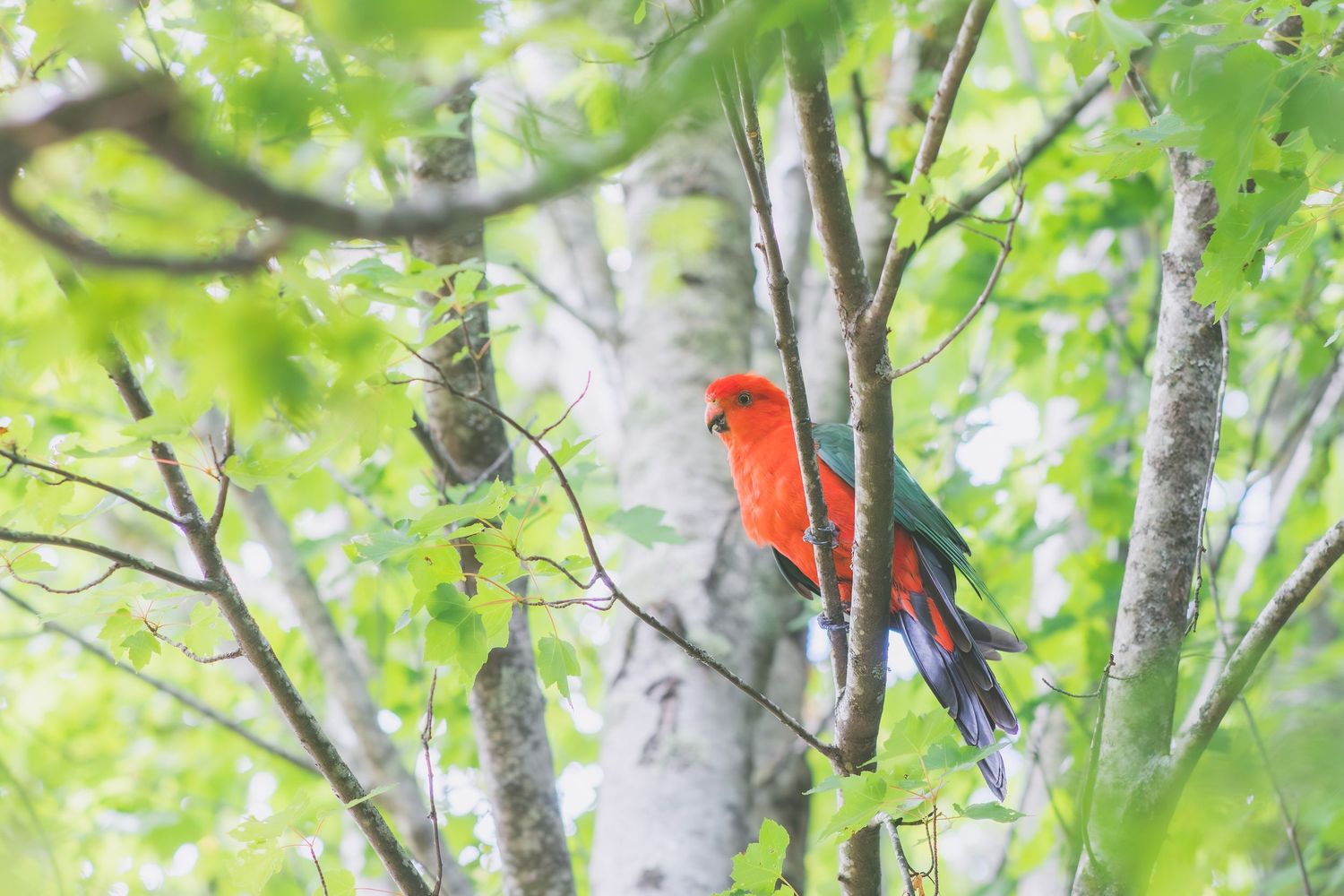 Vibrant red and blue Australian King Parrot perched on a branch among lush green forest trees.