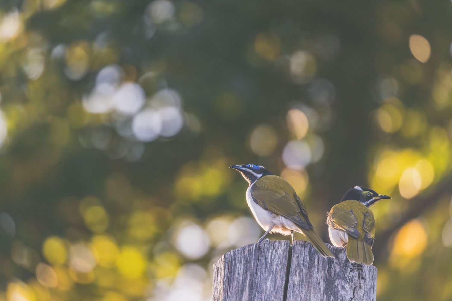 Two small birds perched on a weathered wooden post with a soft bokeh green tree background in natural light.