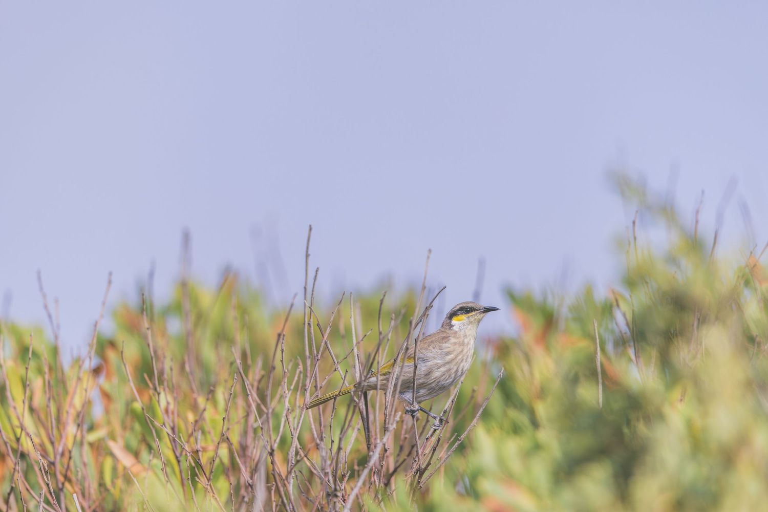 A small bird perched atop wild shrubs against a pale blue sky in a natural outdoor setting.
