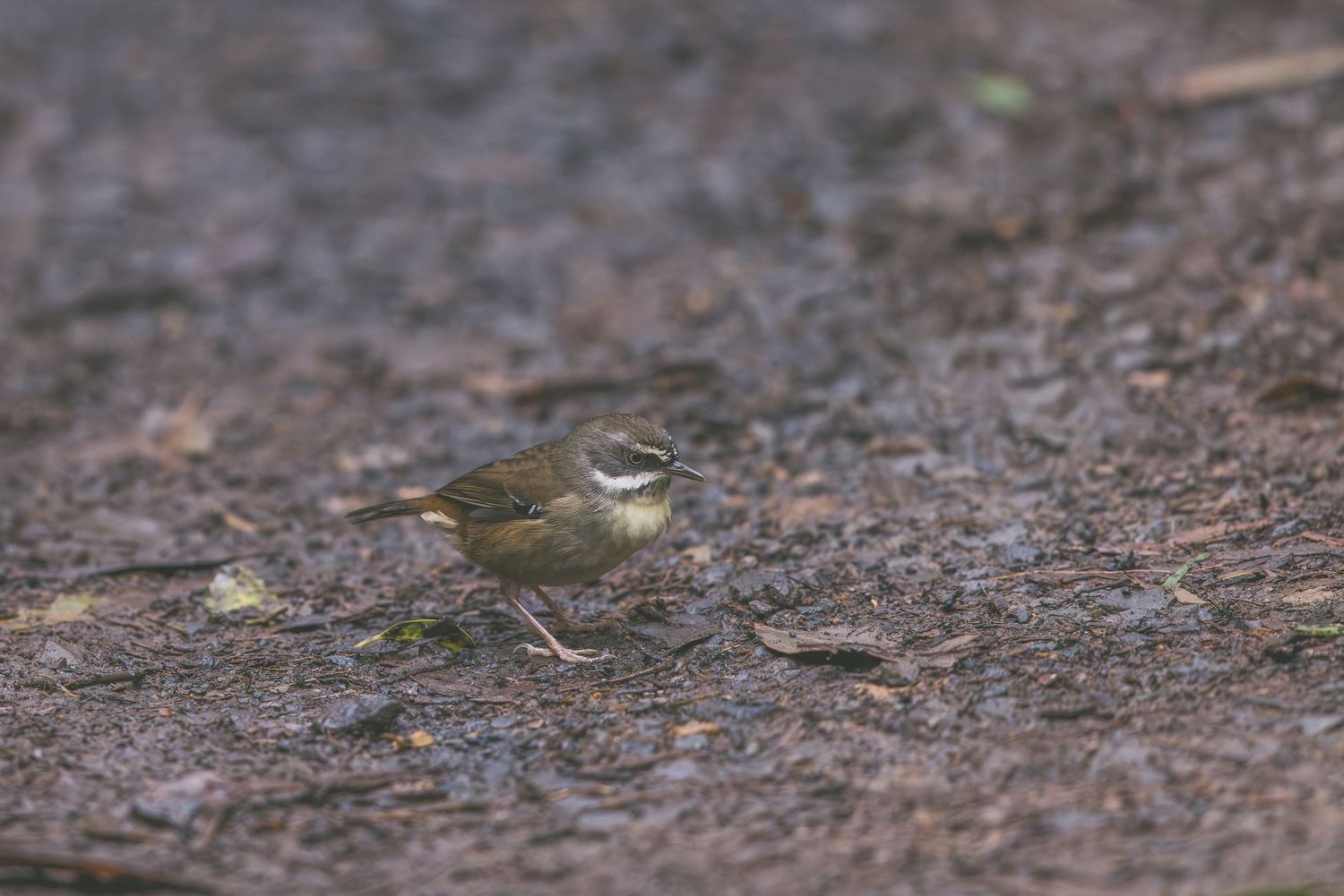 Small brown bird foraging on wet dark ground in natural habitat.