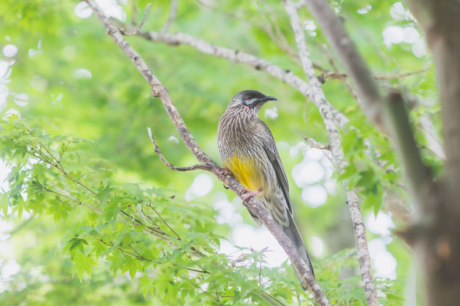 A colorful bird with yellow and gray plumage perches on a tree branch surrounded by lush green foliage.