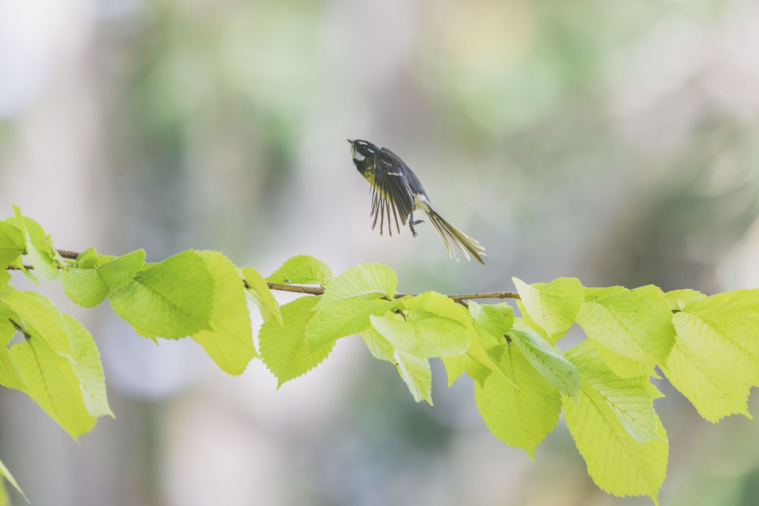 A small bird in mid-flight above a branch of vibrant green leaves in a softly blurred natural background.