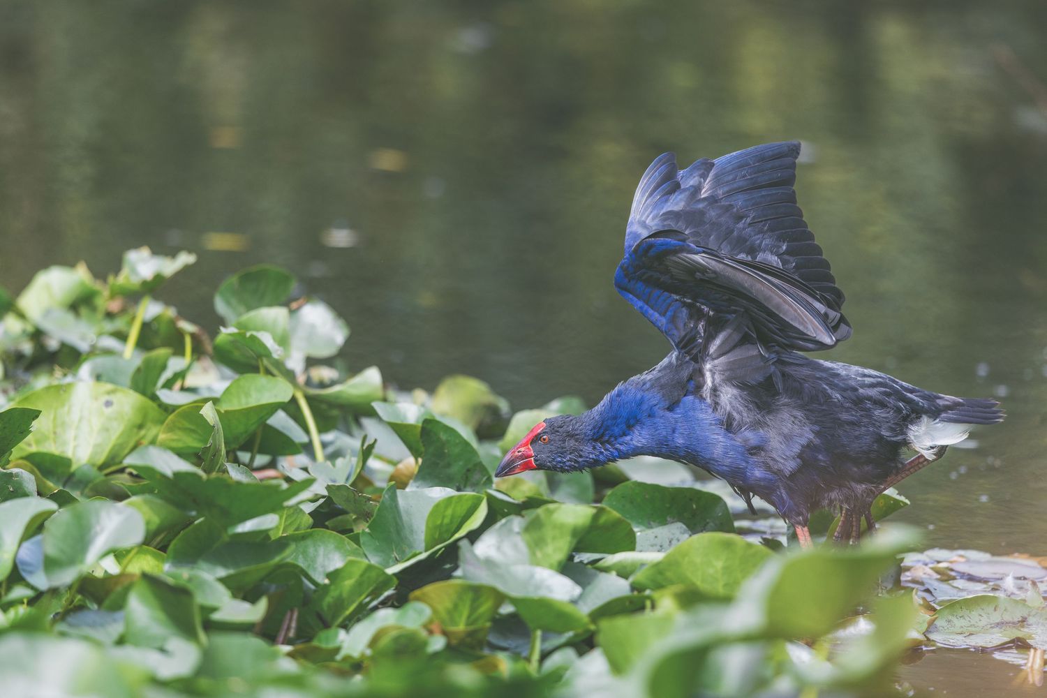 A purple swamphen spreads its wings among green water hyacinth plants at the edge of a calm pond.
