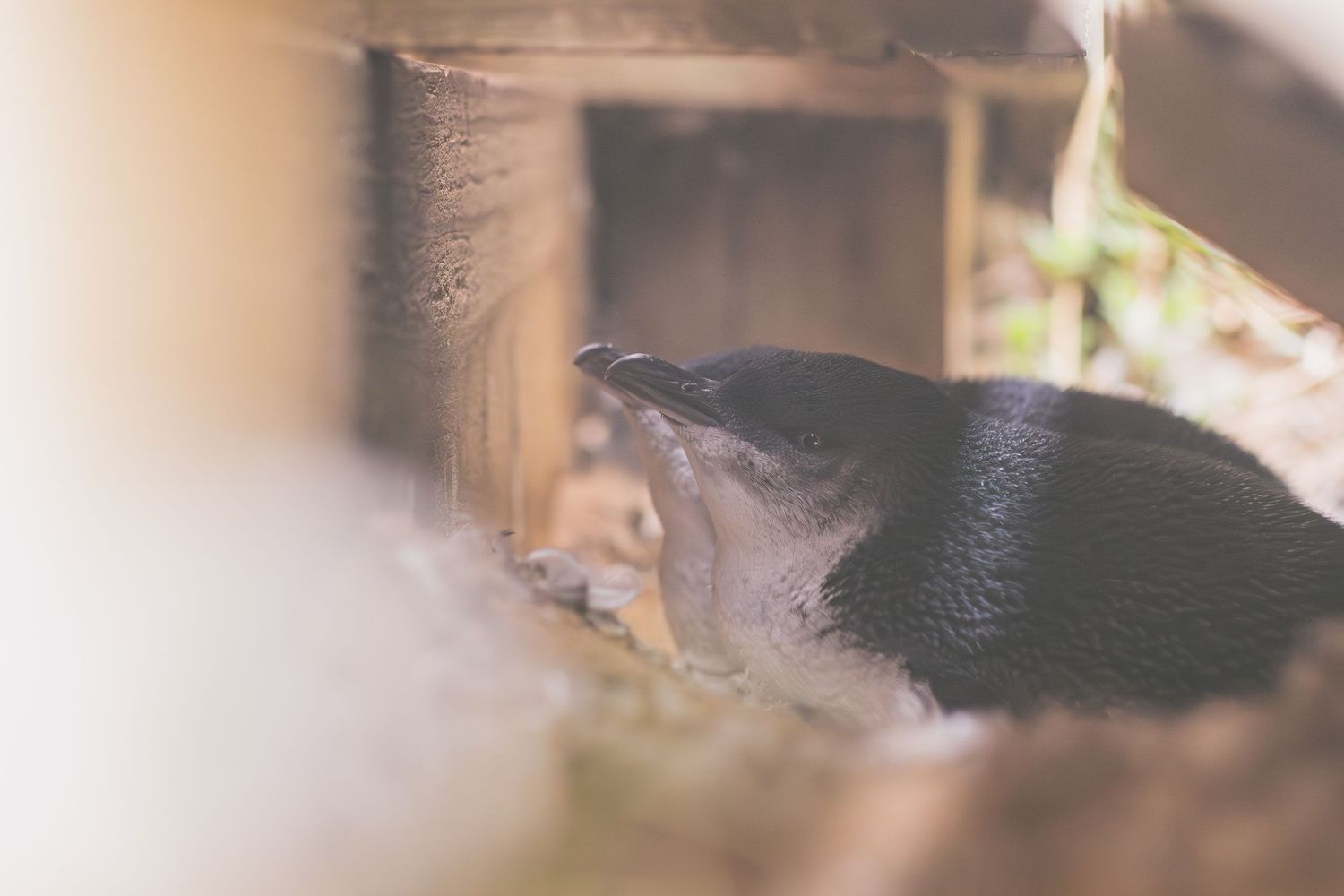 A small black penguin resting in a wooden enclosure surrounded by straw nesting material.