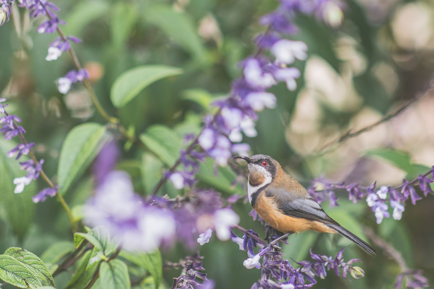 A small robin perched among vibrant purple salvia flowers and green leaves in a garden setting.