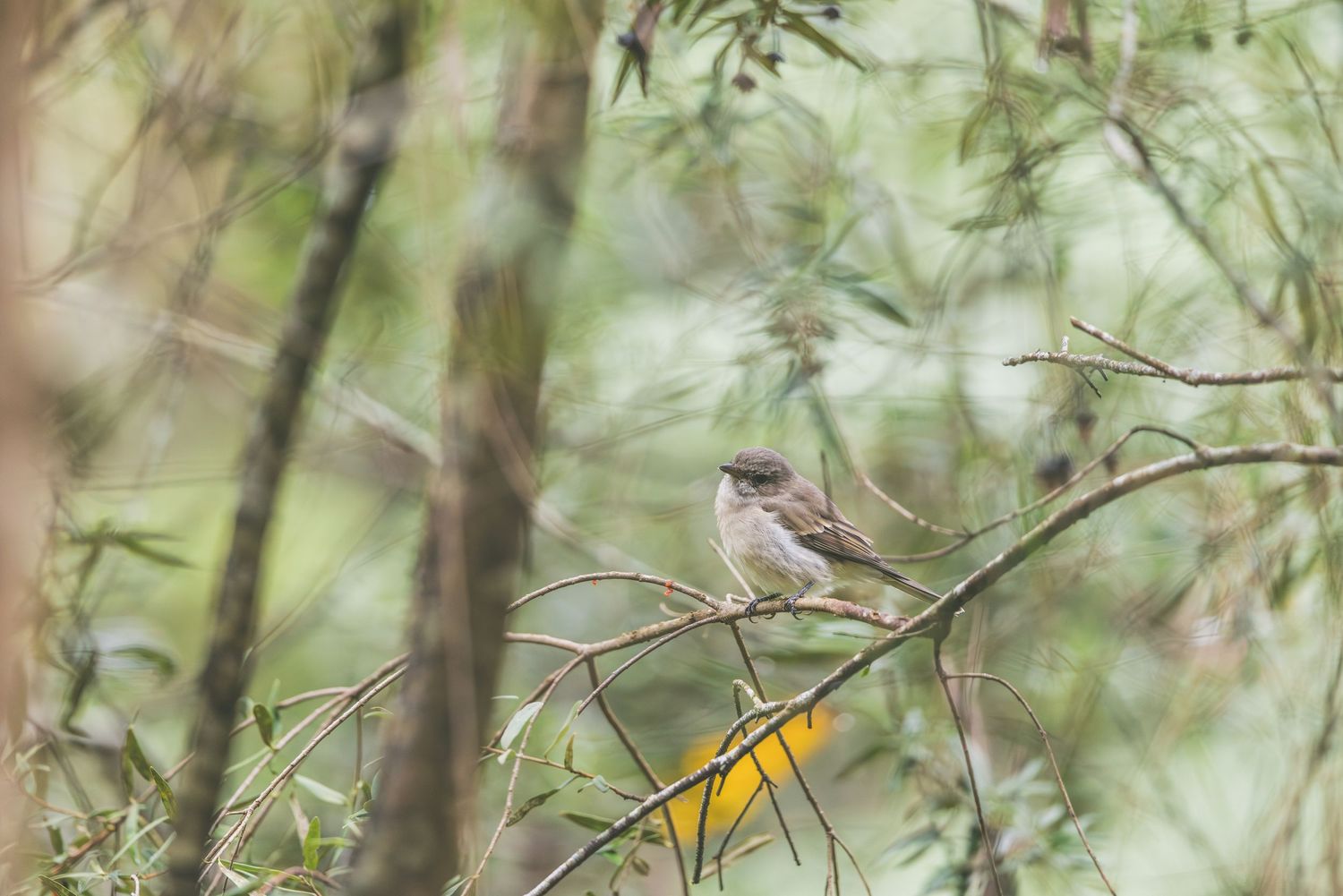 A small brown bird perched on a branch surrounded by green foliage in a lush forest setting.