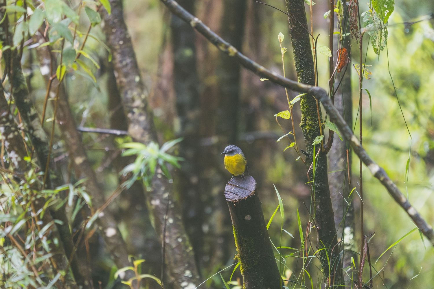 A small yellow and gray bird perched on a thin branch in a lush green forest undergrowth.