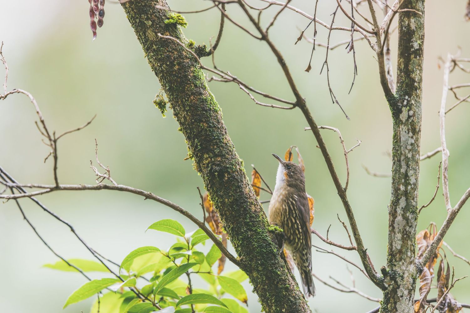 A small bird perched on a moss-covered tree branch with its beak open, surrounded by green foliage.