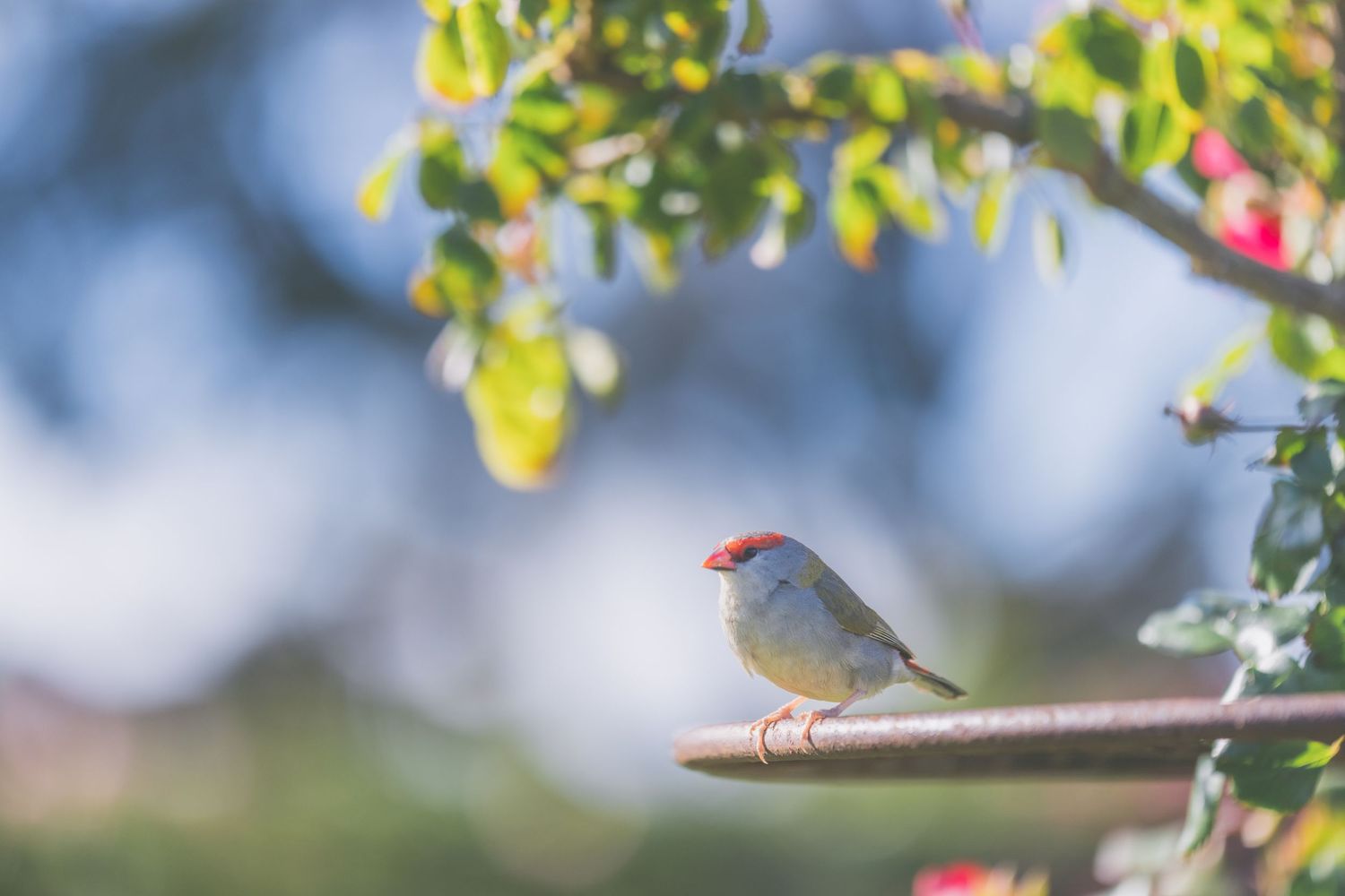 A small red-headed bird perched on a metal rail surrounded by lush green leaves and red flowers in soft natural light.
