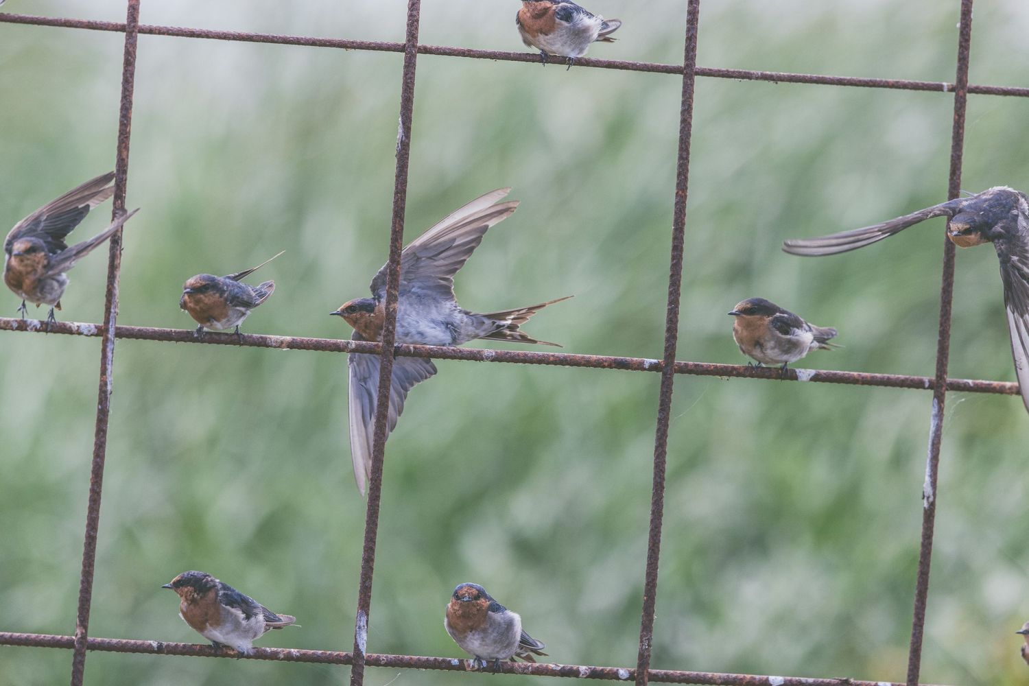 Multiple small birds perched on a rusty wire fence grid with one bird in mid-flight, set against a green background.
