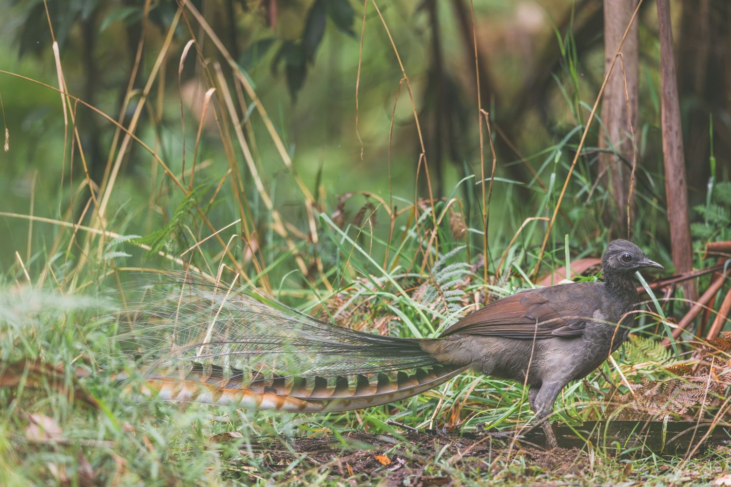 A lyrebird with ornate tail feathers forages among green grass and foliage in a lush forest setting.