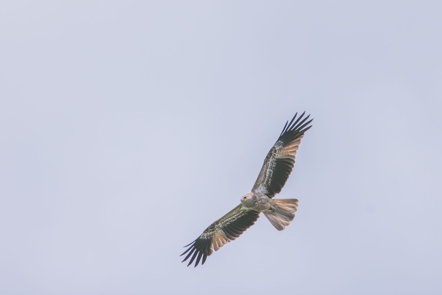 A red kite bird soaring gracefully through a pale blue sky with wings fully spread.