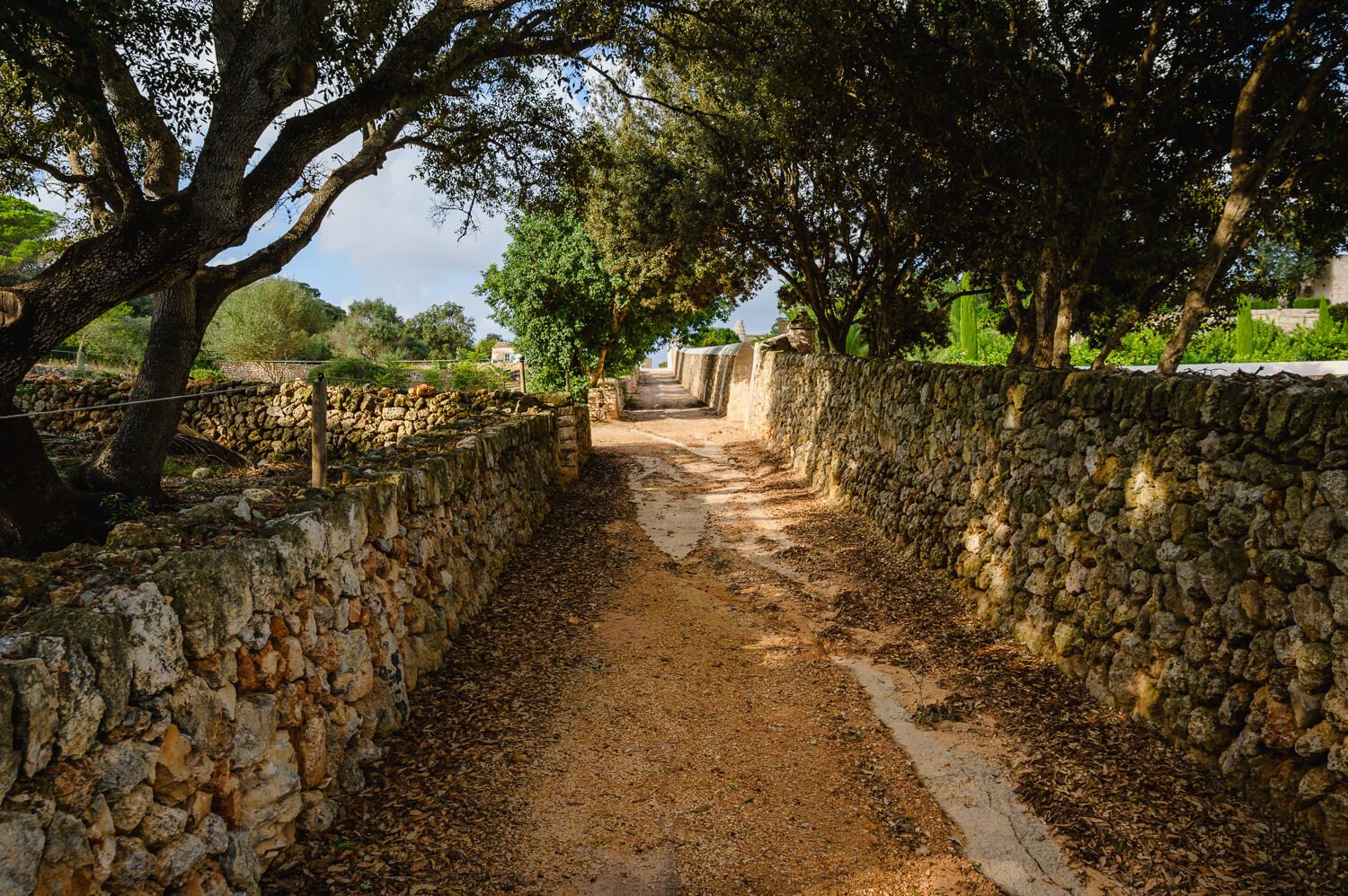 A rustic stone-walled pathway lined with olive trees leading through a sunlit Mediterranean landscape.