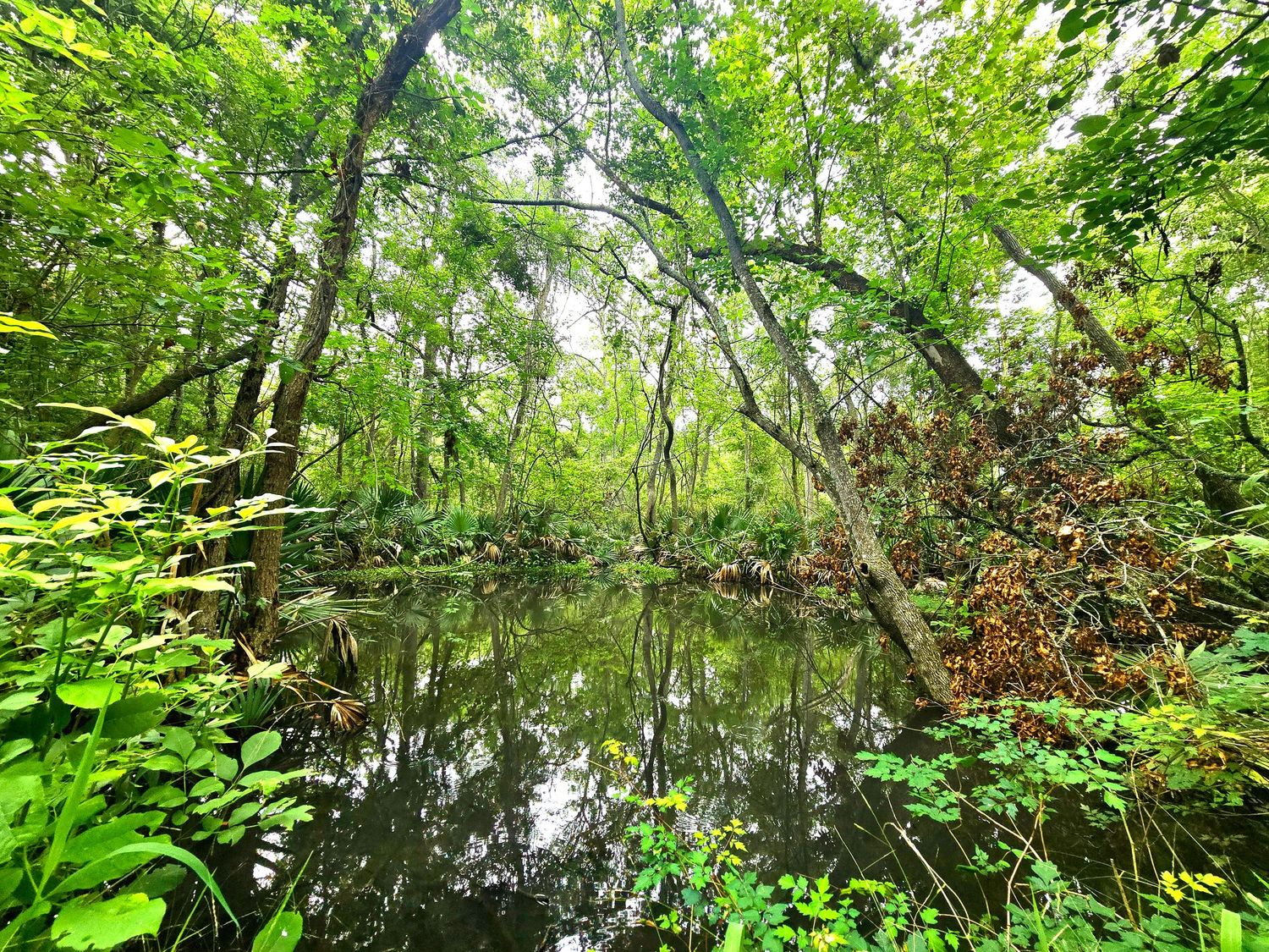Palmetto State Park Interpretive Trail