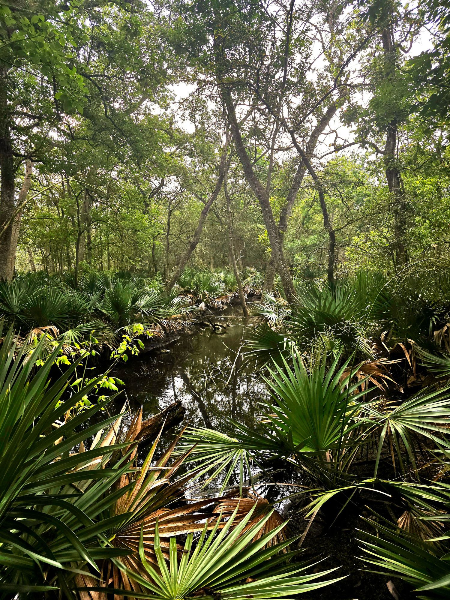 Trail at Palmetto State Park